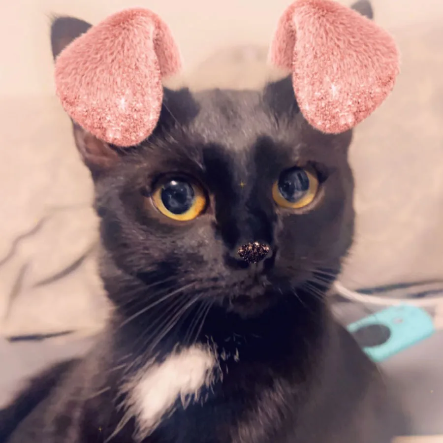 Alyssa’s Cat – Thalia